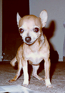 Chihuahua