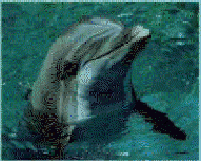 Flipper (the TV dolphin)